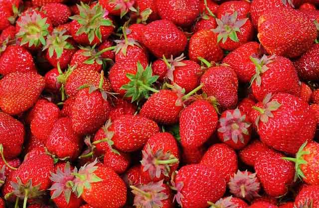 hofladen brand erdbeeren vom feld frisch geerntet